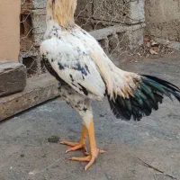 تخم مرغ لاری نطفه دار از مولدین بالا.