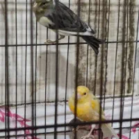 دو عدد قناری نر