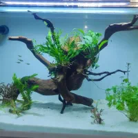 آکواریوم ریملیس|ماهی|ارومیه, |دیوار