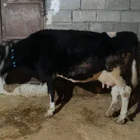 گاو سمینتال|حیوانات مزرعه|جوانرود, |دیوار