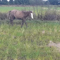 مادیان باکره مادیون|اسب و تجهیزات اسبسواری|پرهسر, |دیوار