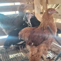 مرغ برهما گلین