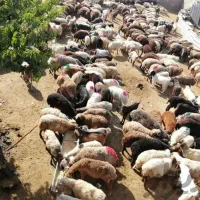 انواع گوسفند سبک و سنگین به قیمت بازار دام ووخونی|حیوانات مزرعه|مشهد, توس (بلوار توس)|دیوار