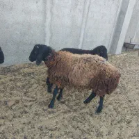 بره|حیوانات مزرعه|رباط‌کریم, منجیل آباد|دیوار