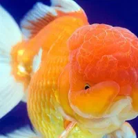 ماهی گلد فیش کله شیری