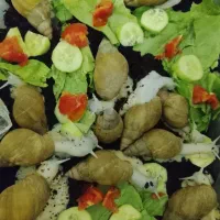 حلزون آلبینو