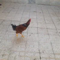 خروس سر حال سالم