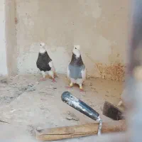 کبوتر