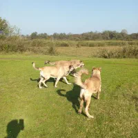 سگ سراب عراقی سرابی معاوضه باژرمن نر|سگ|آستانه اشرفیه, |دیوار