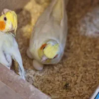 جفت هلندی روی تخم