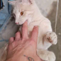 واگذاری رایگان ۳ عددگربه نر۹ماهه