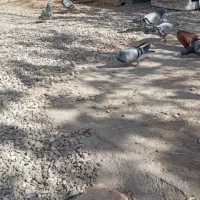 کبوتر|پرنده|خاش, |دیوار