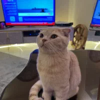 اسکاتیش گلد ۳ ماهه واکسن،شناسنامه،وسایل،چشم عسلی