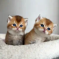 بریتیش گلد،طلاتیکه