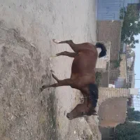 کره مادیون درشوری خوب لطفاً مشتری واقعی تماس بگیرد|حیوانات مزرعه|شهرکرد, |دیوار
