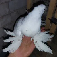 جوجه کفتر دم چتری راعبی  شامپیون کاکولی پاپر|پرنده|تهران, جی|دیوار