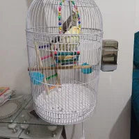 قفس پرنده