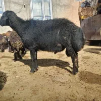 قوچ قرقزل بالای صدکیلووزن تازه ۶دندان شدع