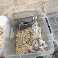 جوجه عروس هلندی|پرنده|شیراز, کوشک میدان|دیوار