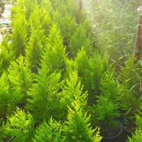 فروش لاوسون گلدان ۱۰ و ۷|گل و گیاه طبیعی|چالوس, |دیوار