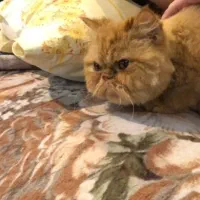 پرشین ۸ماهه، ماده