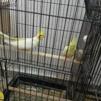 عروس هلندی مولد جفت|پرنده|بندر انزلی, معلم|دیوار