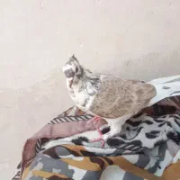 کفتر|پرنده|نقده, |دیوار