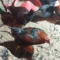 مرغ و خروس بلک استار جوان|حیوانات مزرعه|کاشان, طاهرآباد|دیوار