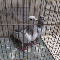 نرماده گلاغ بدرنگ به ضمانت تخم جوجه