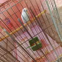 نر سفید مست