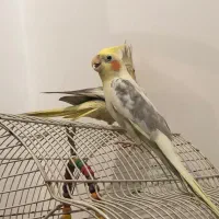 طوطی عروس|پرنده|رشت, سلیمانداراب|دیوار