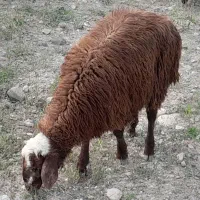 گوزی نر