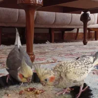 فروش یک جفت عروس هلندی|پرنده|رستمآباد, |دیوار