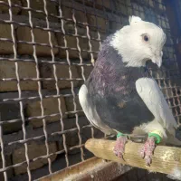 نر طوقی سیاه خال زرد