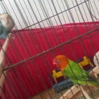 طوطی برزیلی|پرنده|پاکدشت, پاکدشت (مامازند)|دیوار