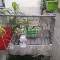 عروس هلندی نر سخنگو به فروش می‌رسد