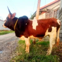 ورزا کوله ییلاقی