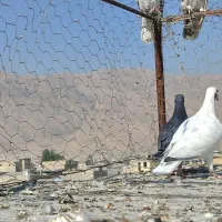 کبوتر کفترگم شده|پرنده|شیراز, محمودآباد|دیوار