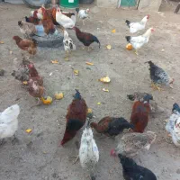 خروس محلی عالی|حیوانات مزرعه|چناران, |دیوار