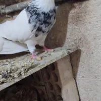 کبوتر یا کفتر
