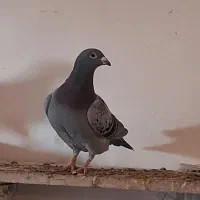 کبوتر پلاکی|پرنده|اهواز, فرهنگ شهر|دیوار