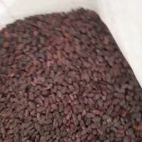 کشمش آفتابی