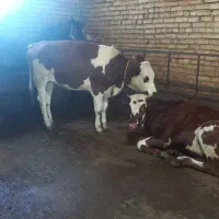 فروش سه عدد گوساله ماده|حیوانات مزرعه|مهربان, |دیوار