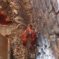 جوجه ۱۰ماهه|حیوانات مزرعه|مشهد, شهرک مطهری|دیوار