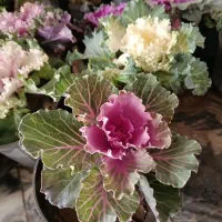 فروش فوری گل همیشه‌بهار و داوودی نصف قیمت گلفروشی|گل و گیاه طبیعی|مشهد, کوثر|دیوار