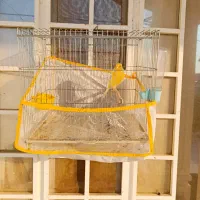 قناری|پرنده|بوشهر, |دیوار