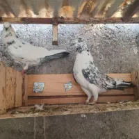 یجفت نروماده پرشی