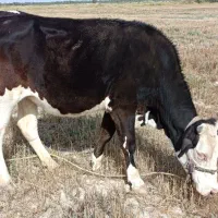 سه راس گاو ماده