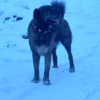 سگ گله