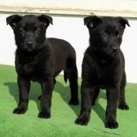 سگ ژرمن بلک نروماده دوماه باهم یکجای فی ۳۵ م ت